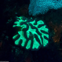 Mycetophyllia lamarckiana (Ridged Cactus Coral)