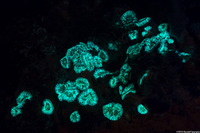 Ricordea florida (Florida Corallimorph)