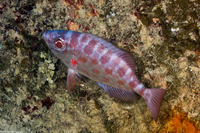 Heteropriacanthus cruentatus (Glasseye)