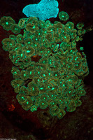 Ricordea florida (Florida Corallimorph)