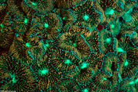 Ricordea florida (Florida Corallimorph)