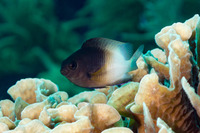 Stegastes partitus (Bicolor Damselfish)