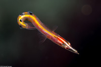 Lucayablennius zingaro (Arrow Blenny)