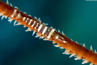 Pseudopontonides principis (Wire Coral Shrimp)
