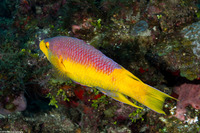 Bodianus rufus (Spanish Hogfish)