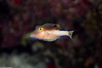 Canthigaster rostrata (Sharpnose Puffer)