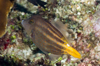 Cantherhines pullus (Orangespotted Filefish)