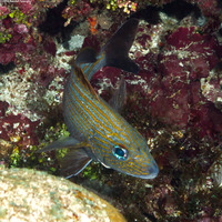 Haemulon carbonarium (Caesar Grunt)