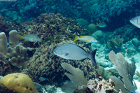 Kyphosus vaigiensis (Brassy Chub)