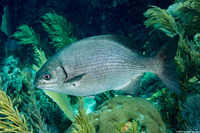 Kyphosus cinerascens (Topsail Chub)