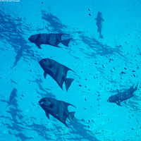 Chaetodipterus faber (Atlantic Spadefish)