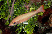 Lutjanus mahogoni (Mahogany Snapper)