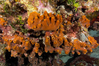Ectyoplasia ferox (Brown Encrusting Octopus Sponge)