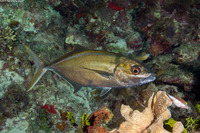 Caranx ruber (Bar Jack)