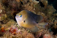 Stegastes planifrons (Threespot Damselfish)