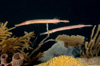 Aulostomus maculatus (Atlantic Trumpetfish)