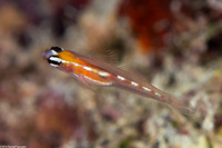 Coryphopterus hyalinus (Glass Goby)