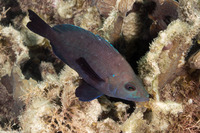 Hypoplectrus nigricans (Black Hamlet)