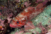 Sebastes miniatus (Vermilion Rockfish)