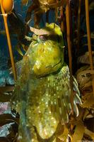 Scorpaenichthys marmoratus (Cabezon)