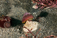 Tegula pulligo (Brown Turban Snail)