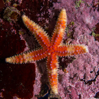 Orthasterias koehleri (Rainbow Star)