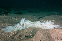 Doryteuthis opalescens (Market Squid)