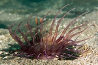 Pachycerianthus fimbriatus (Tube-Dwelling Anemone)