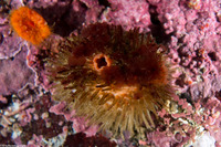Halocynthia igaboja (Bristly Tunicate)