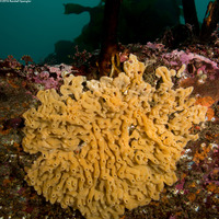 Didemnum sp.9 (Didemnum sp.9)