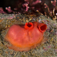Cnemidocarpa finmarkiensis (Shiny Orange Sea Squirt)