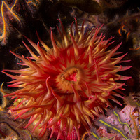 Urticina eques (White-Spotted Rose Anemone)