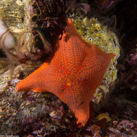 Patiria miniata (Bat Star)