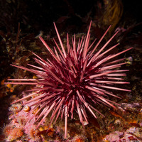 Mesocentrotus franciscanus (Red Sea Urchin)