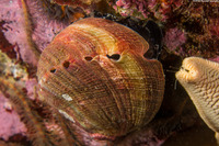 Haliotis rufescens (Red Abalone)