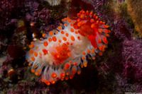 Limacia cockerelli (Cockerell's Dorid)