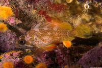 Sebastes carnatus (Gopher Rockfish)
