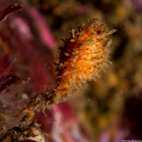 Boltenia villosa (Spiny-Headed Tunicate)