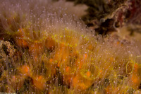 Astrangia haimei (Astrangia Haimei)