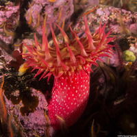 Urticina eques (White-Spotted Rose Anemone)