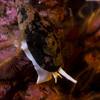 Atrimitra idae (Ida's Miter)