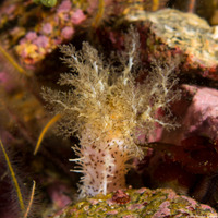 Cucumaria piperata (Peppered Sea Cucumber)