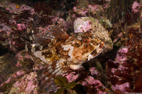 Scorpaenichthys marmoratus (Cabezon)