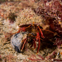 Pagurus hemphilli (Maroon Hermit Crab)
