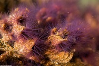 Phragmatopoma californica (Sandcastle Worm)