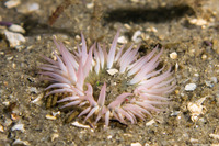 Anthopleura artemisia (Moonglow Anemone)