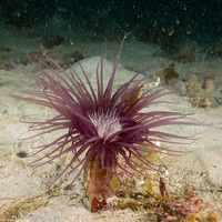 Pachycerianthus fimbriatus (Tube-Dwelling Anemone)