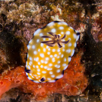 Goniobranchus vibratus (Trembling Nudibranch)