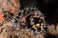 Cypraea tigris (Tiger Cowry)