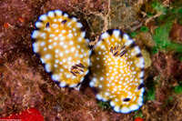 Goniobranchus vibratus (Trembling Nudibranch)